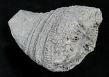 Fossil Horn Coral (Placosmilia) - Cretaceous #25598-1